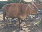 cow for sale