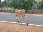 Cow
