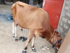 Farm Cow