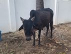 Sahiwal Cow