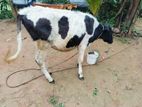 Cow for sale