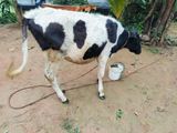 Cow for sale