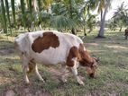 Male Cow