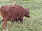 Farm Cow