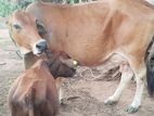 Farm Cow