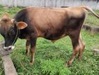 Namban Cow