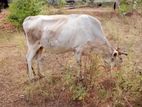 Farm Cow