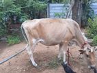 Milk Cow