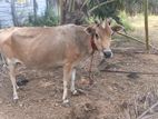 Milk Cow