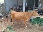 Milk Cow