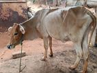 Farm Cow