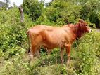 Farm Cow