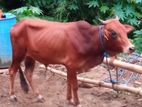 Farm Cow