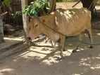Farm Cow