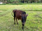 Farm Cow