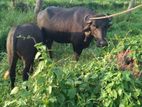 Cow