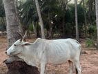 Farm Cow