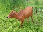 Farm Cow