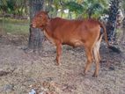 Farm Cow