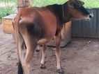 Farm Cow