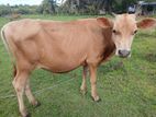 Farm Cow