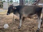 Farm Cow