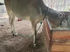 Farm Cow