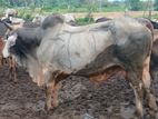 Farm Cow