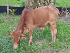 Namban Cow