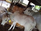 Cows - ගවයන්