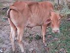 Cow for Sale