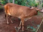 Sinai Cow