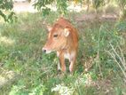 Farm Cow