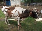 Cows - ගවයා