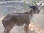 Farm Cow