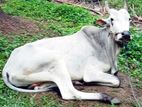 Cow (කින්නියා )