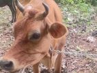Cow - කිරි එළදෙනුන්
