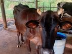 Cow - කිරි එළදෙනුන්