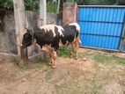 Male Cow