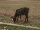 Farm Cow