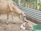 Cow மாடு