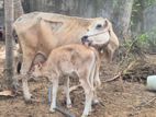 cow மாடு பசு