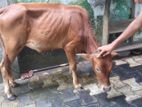 Cow Male