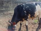 Cow Male (nampan)