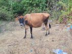 Cow பசு மாடு