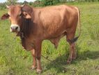 Cow Qurban