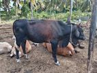 cow (sahiwal)
