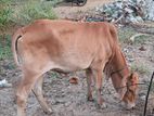 Farm Cow