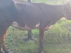 Farm Cow