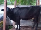 Kaṉṉi Cow